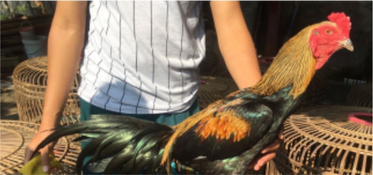 Info Medion 28 Mengatasi Berak Hijau karena Penyakit Kolera pada Ayam Laga