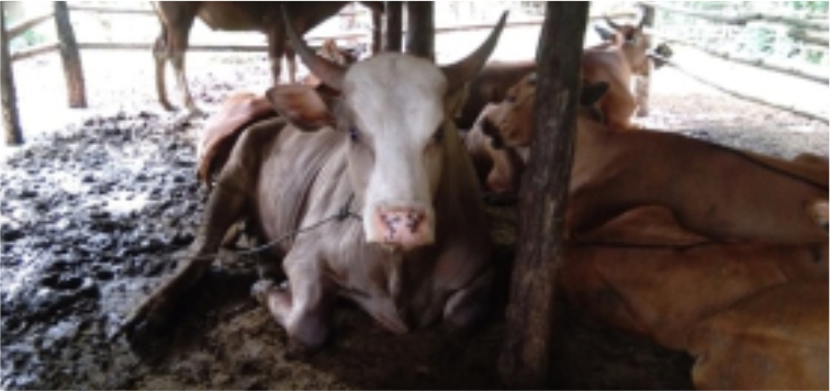 Penanganan Kasus Enteritis pada Sapi 8 RK 4 1