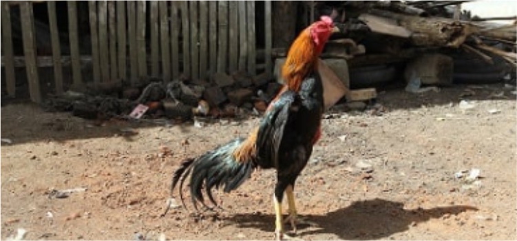Info Medion 26 Perawatan Ayam Laga Sebelum dan Setelah Bertanding