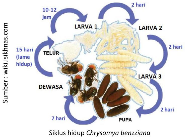 Cegah Belatungan Pada Ternak 1 RK01 1 1 1