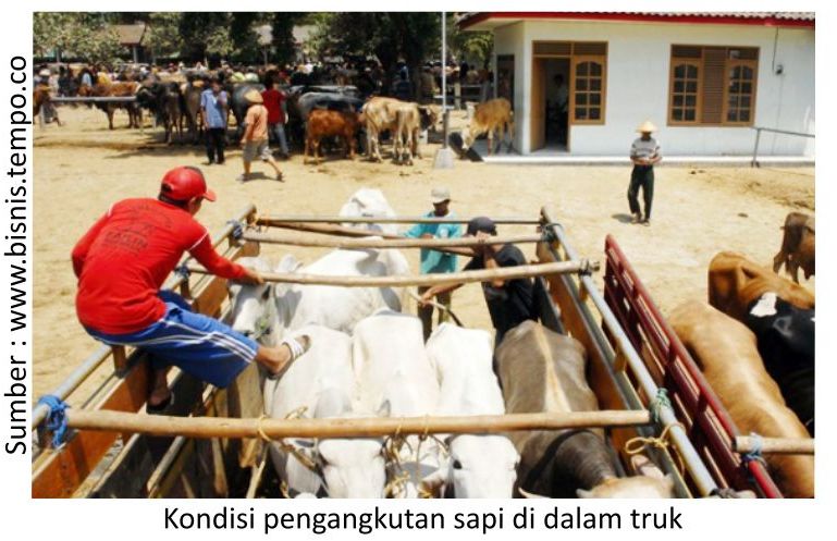 Perhatian Pada Sapi yang Baru Tiba di Peternakan 1 RK01 1 4