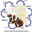 Cegah Belatungan Pada Ternak 9 RK01 2 1 2