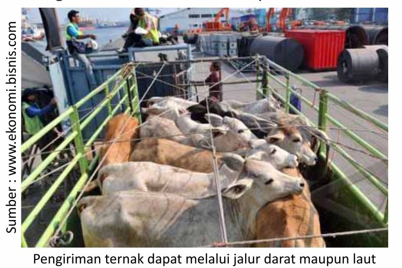 Mengenali Kondisi Ternak 8 RK01 2 1