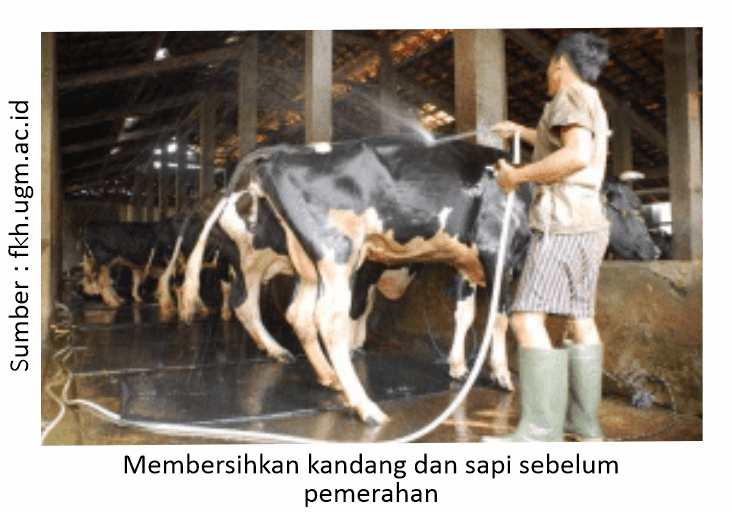 Pemerahan yang Benar untuk Mencegah Mastitis 1 RK01 3