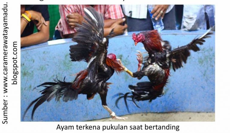 Info Medion 25 kondisi ayam terkena pukulan saat bertanding