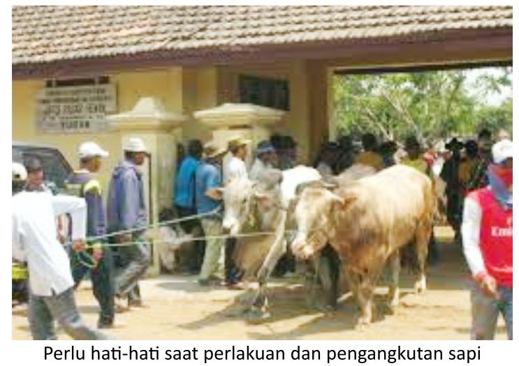 Perhatian Pada Sapi yang Baru Tiba di Peternakan 2 RK02 1 4