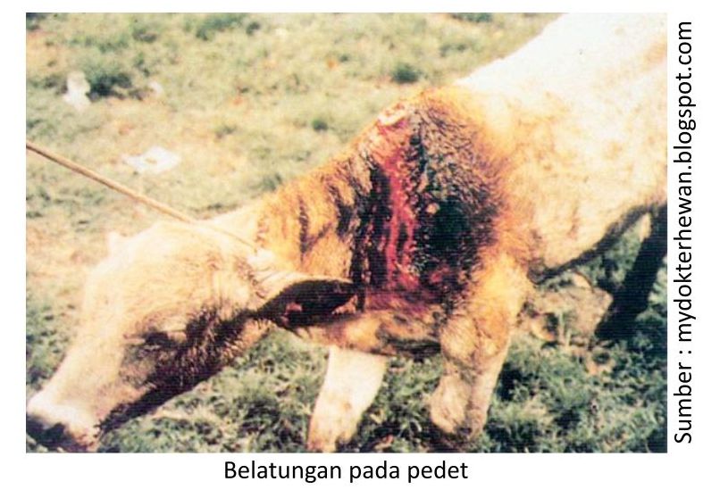 Cegah Belatungan Pada Ternak 2 RK02 1 5