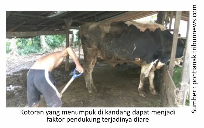Mengatasi Diare pada Ternak 2 RK02 2 1