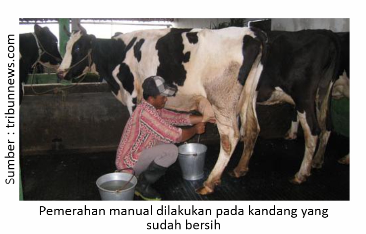Pemerahan yang Benar untuk Mencegah Mastitis 2 RK02 3