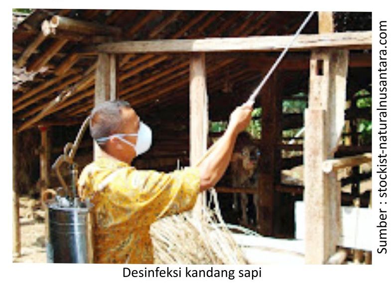 Perhatian Pada Sapi yang Baru Tiba di Peternakan 3 RK03 1 4