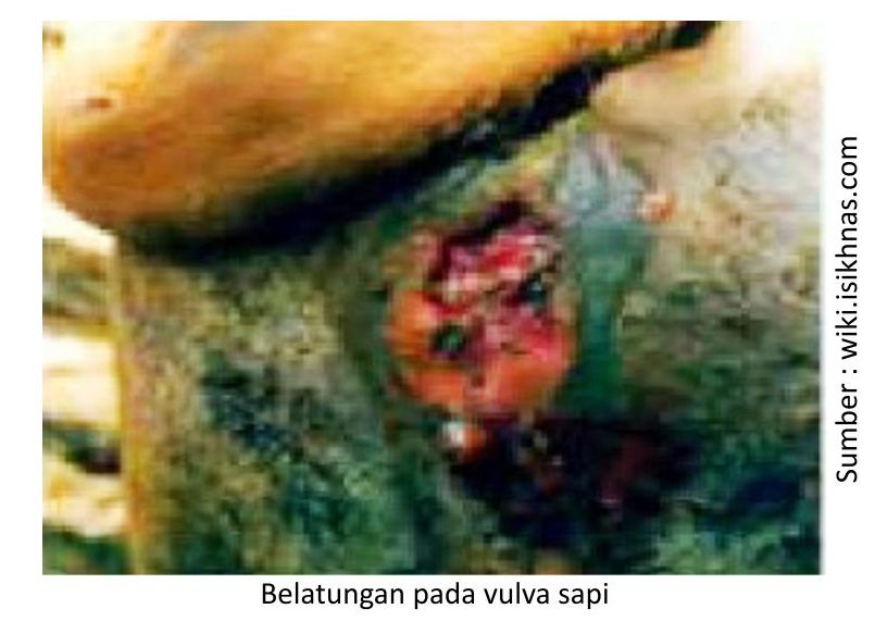 Cegah Belatungan Pada Ternak 3 RK03 1 5