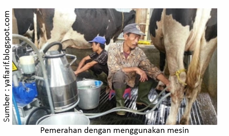 Pemerahan yang Benar untuk Mencegah Mastitis 3 RK03 3