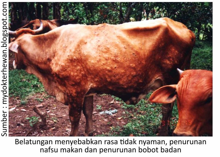 Cegah Belatungan Pada Ternak 4 RK04 1 5
