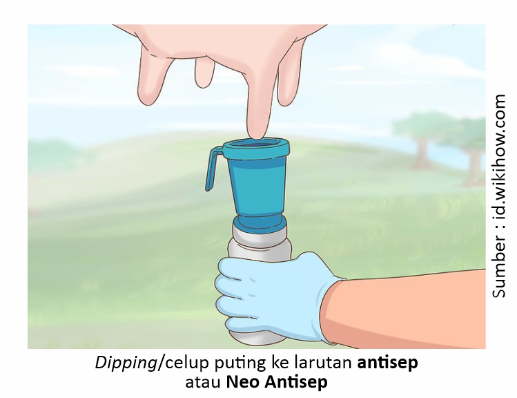 Pemerahan yang Benar untuk Mencegah Mastitis 4 RK04 3