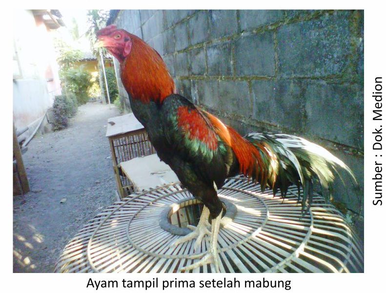 Info Medion 29 persiapan ayam laga tampil prima setelah mabung