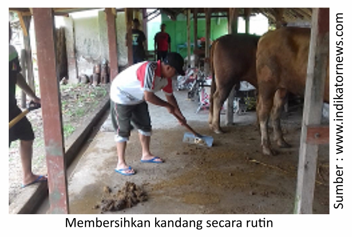 Mengatasi Diare pada Ternak 5 RK05 1 1