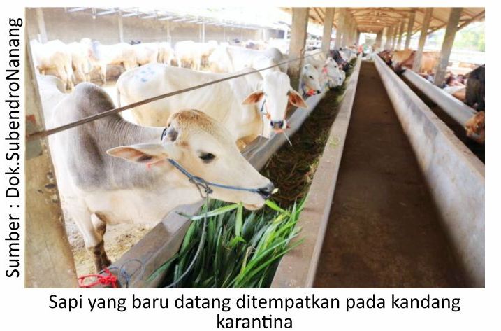 Perhatian Pada Sapi yang Baru Tiba di Peternakan 5 RK05 1 3