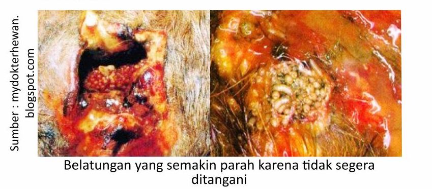 Cegah Belatungan Pada Ternak 5 RK05 1 4