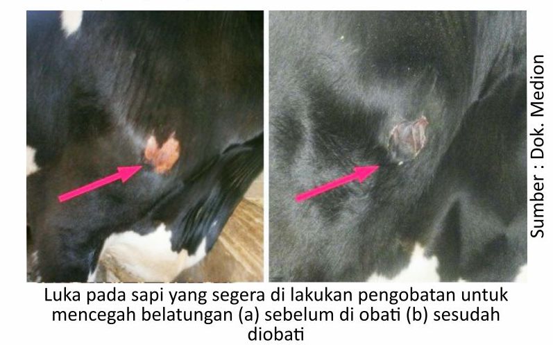Cegah Belatungan Pada Ternak 6 RK06 1 1