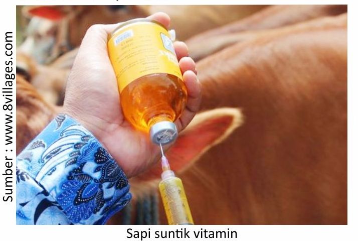 Perhatian Pada Sapi yang Baru Tiba di Peternakan 6 RK06 1