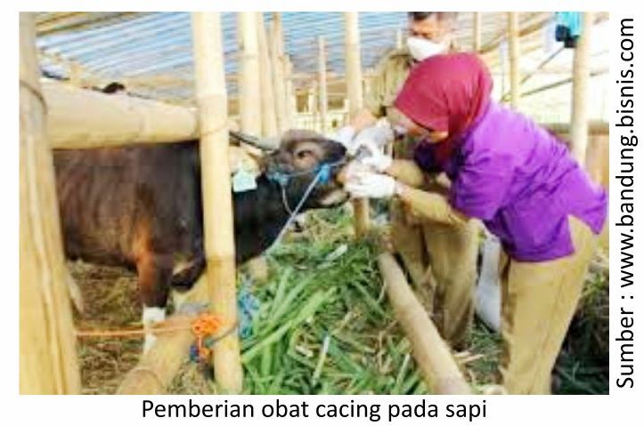 Perhatian Pada Sapi yang Baru Tiba di Peternakan 7 RK07 1