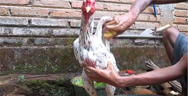 Info Medion 28 Melatih Ayam Laga untuk Meningkatkan Stamina