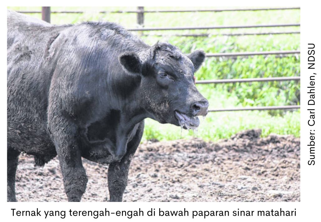 Minimalkan Dampak Stres pada Sapi Potong 1 ternak yang terengah-engah di bawah paparan sinar matahari
