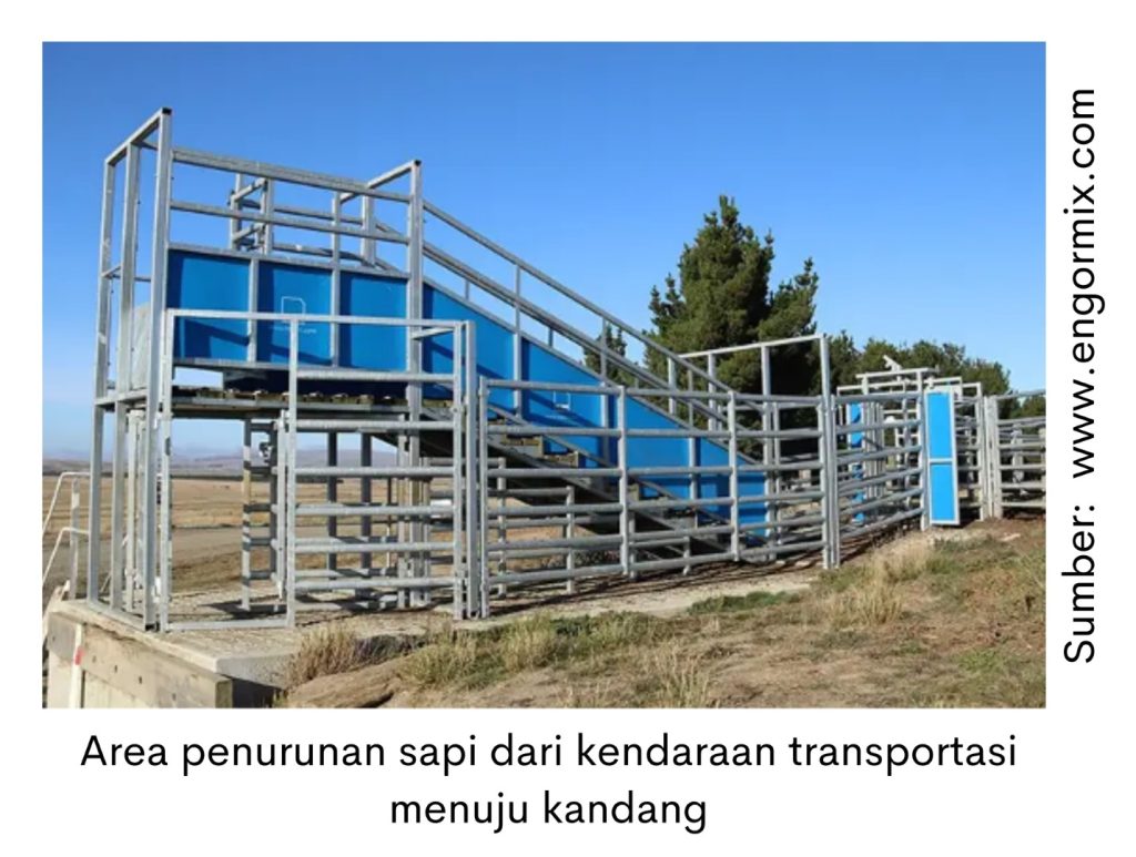 Persiapan Kedatangan Ternak 1 area penurunan sapi dari kendaraan transportasi menuju kandang
