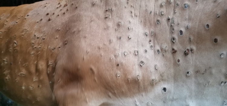 Waspada Penyakit Lumpy Skin Disease 9 Penyakit Lumpy Skin Disease