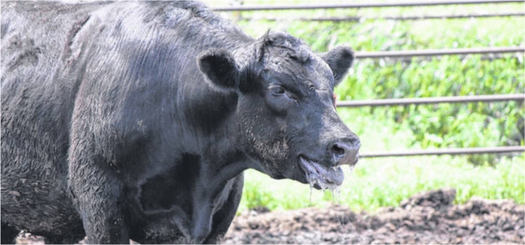 Minimalkan Dampak Stres pada Sapi Potong 4 meminimalkan dampak stres pada sapi potong