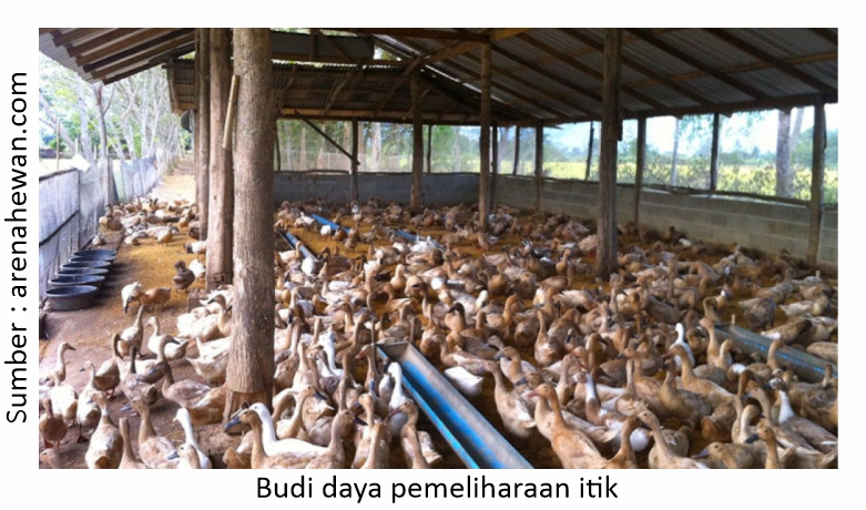 Pakan Itik Petelur dan Manajemen Pemberiannya 1 S01