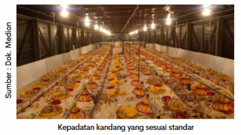 Pentingnya Keseragaman Pullet 1 SUP 01 1 2