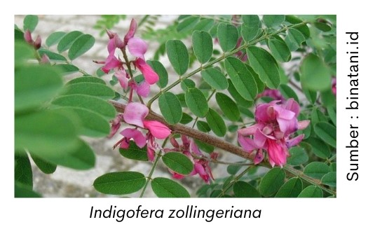 Pakan Ruminansia dalam Mengoptimalkan Produktivitas dan Keseimbangan Pencernaan 1 Indigofera zollingeriana