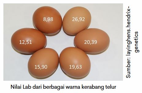 Optimalkan Kualitas Kerabang Telur 2 SUP 01 5