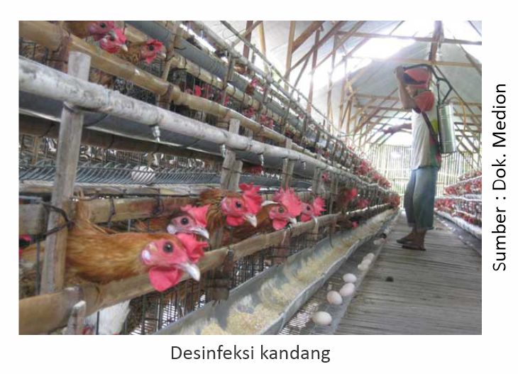 Reaksi Post Vaksinasi Apakah Wajar? 1 Desinfeksi kandang