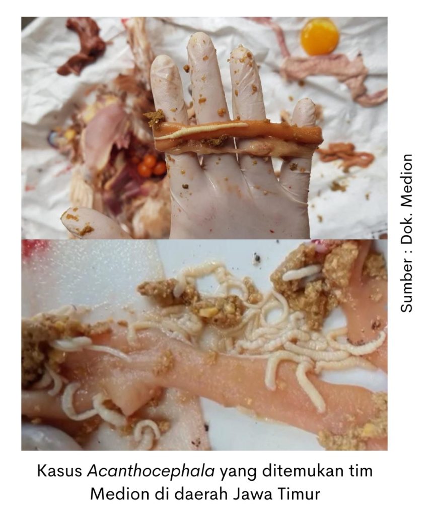 Acanthocephala, Cacing yang Mengancam Kesehatan Usus 1 kasus acanthocephala di Jawa Timur