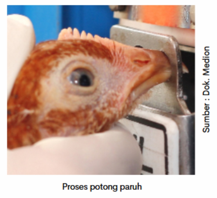 Pentingnya Keseragaman Pullet 2 SUP 02 1 1