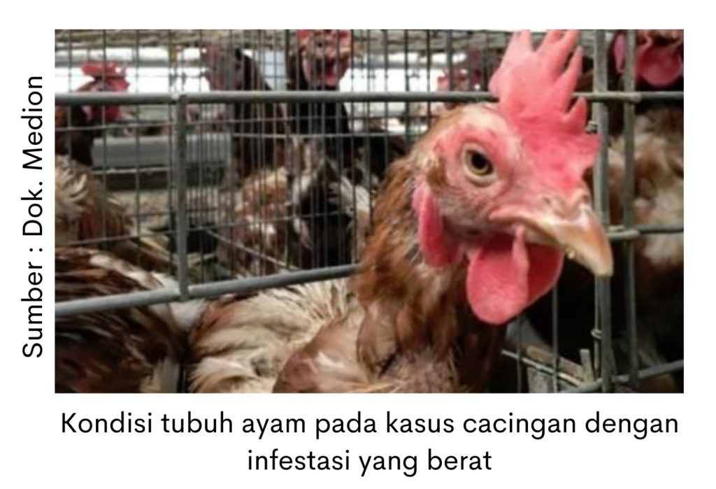 Acanthocephala, Cacing yang Mengancam Kesehatan Usus 2 kondisi tubuh ayam pada kasus cacingan dengan infestasi yang berat