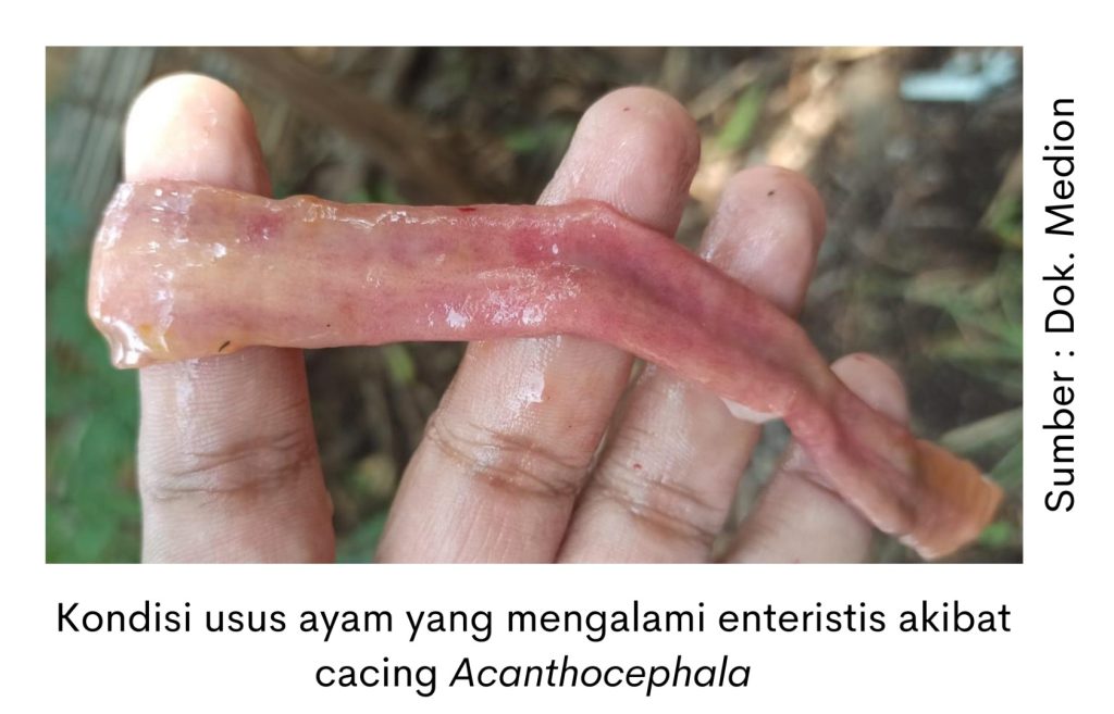 Acanthocephala, Cacing yang Mengancam Kesehatan Usus 3 kondisi usus ayam yang mengalami