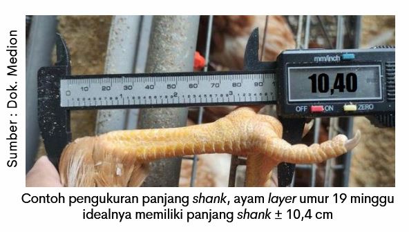 Optimalkan Kualitas Kerabang Telur 3 SUP 03 4