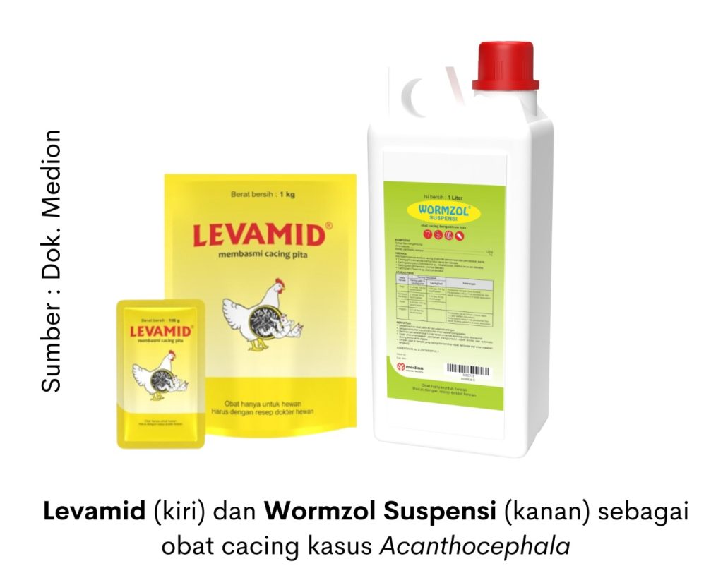 Acanthocephala, Cacing yang Mengancam Kesehatan Usus 4 levamid dan wormzol suspensi