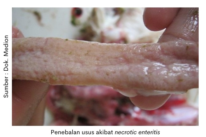 Pencernaan Sehat, Performa Pesat 1 penebalan usus akibat necrotic enteritis