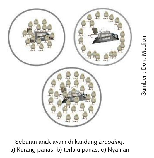 Penggunaan Pemanas pada Masa Brooding 1 sebaran anak ayam di kandang brooding