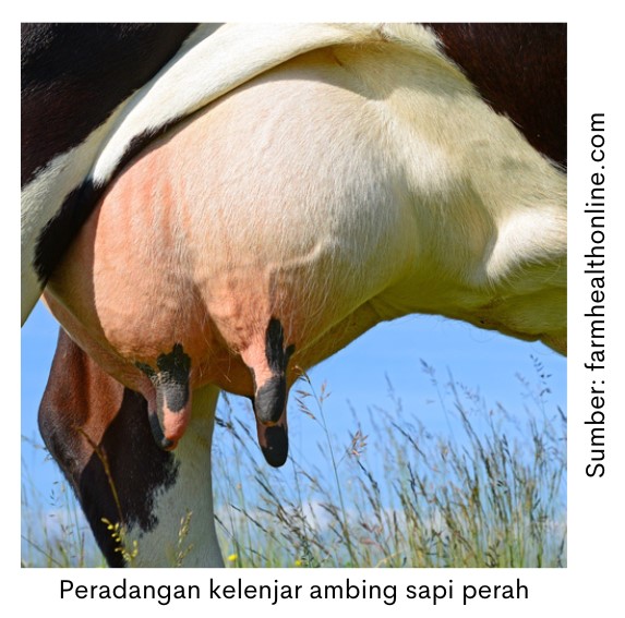 Cegah Mastitis pada Sapi Perah dengan Herbal 1 SUP 1 1