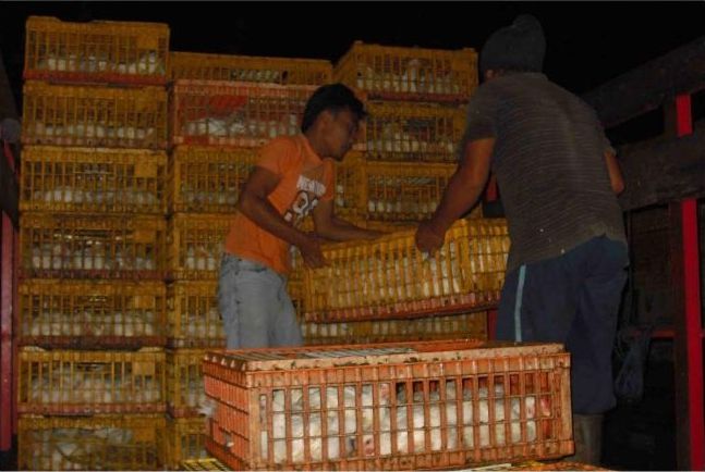 Panen Ayam Pedaging, Penentuan Akhir Budi Daya