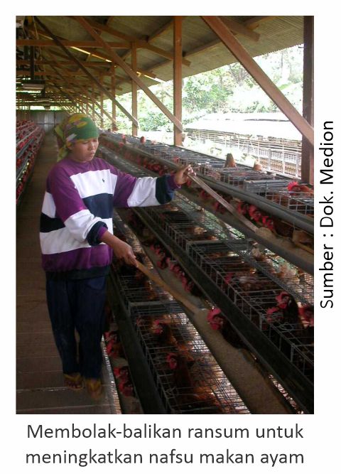 Kesehatan Saluran Pencernaan 1 Bolak balik ransum untuk peningkatan nafsu makan ayam