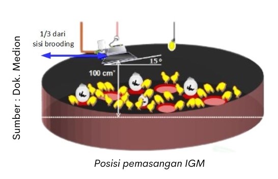 Penggunaan Pemanas pada Masa Brooding 2 posisi pemasangan igm