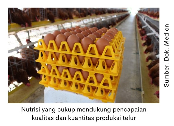 Peran Herbal dalam Meningkatkan Produktivitas Ayam Petelur 2 nutrisi yang cukup mendukung pencapaian kualitas dan kuantitas produksi telur
