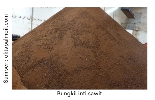 Pakan Ruminansia dalam Mengoptimalkan Produktivitas dan Keseimbangan Pencernaan 3 Bungkil inti sawit