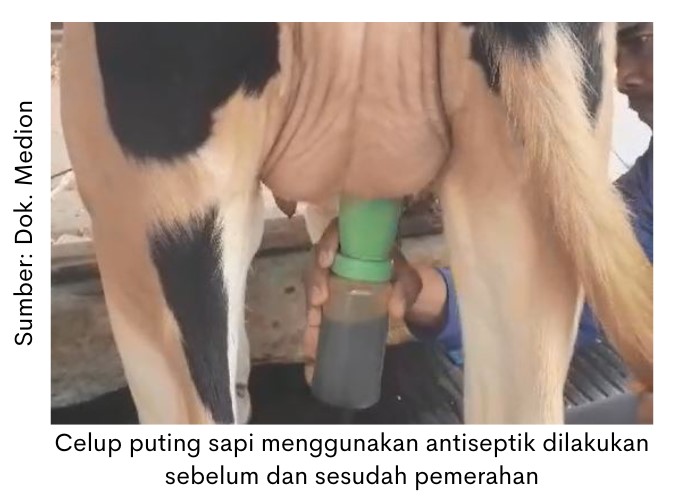 Cegah Mastitis pada Sapi Perah dengan Herbal 2 SUP 3